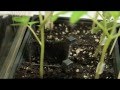Grafting Tomato Plants
