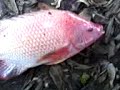 Mancing Ikan Nila Merah Babon images Mancing Ikan Nila Merah Babon