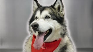 Vicious Growling Alaskan Malamute