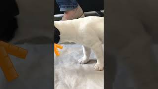 Dog Vore The Triangle Guy