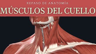 Repaso De Músculos Del Cuello