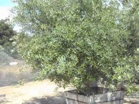 olive wilsonii fruitless multi 48box 2mov olive wilsonii fruitless multi 48box 2mov