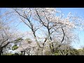 野毛山公園の桜