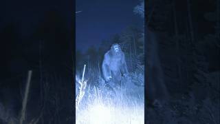Clear Bigfoot Sighting Caught On Camera In Colorado While Hunting