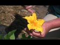 Gardening How-To: Pollinating Winter Squash
