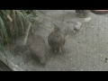 カンムリシギダチョウ（上野動物園）：Elegant crested tinamou (Ueno Zoo)