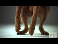 Pedigree Dogs ad shot 1000 FPS using the Phantom camera