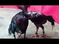 ไก่เก่ง