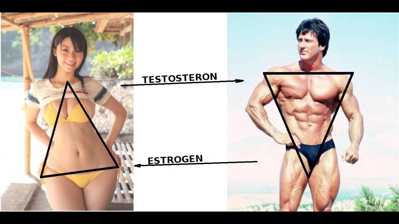 Тестостерон И Лишний Вес У Женщин