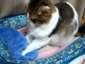 もみもみ動画。