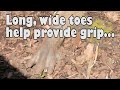Can You Guess The Animal? - Brazil Special - Earth Unplugged