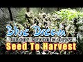 GROWING BLUE DREAM! seed to harvest documentary