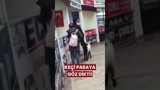 Bayramda Otogarı Karıştıran Keçi Çekmeceden Paraları Kaptı, Kaçtı
