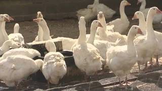 Gullivers Geese Bbc Look East