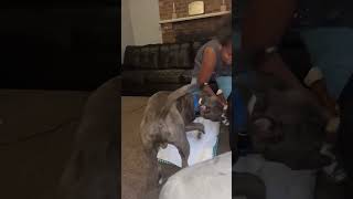 Determined Pitbull Making A Point