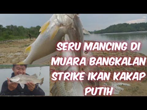 seru mancing di muara bangkalan || strike ikan kakap putih