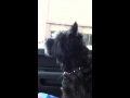 Duke the Howling Dog