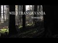 Wild Transylvania presents "Forest dream" trailer