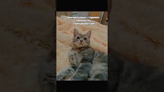 😀 #Shortscats #Cat #Ржачныевидео #Tiktok #Приколы #Юмор