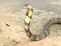 king cobra live attack