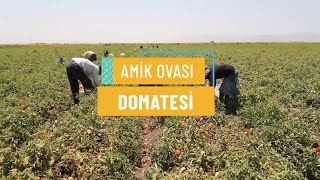 Ami̇k Ovasi Domatesi̇
