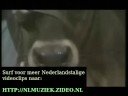 Corry Van Gorp - Een Hollandse Boerenmeid
