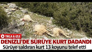 Denizlide Sürüye Kurt Dadandı