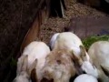 deformed rabbit without ears born after Japanese nuclear reactor accident flv