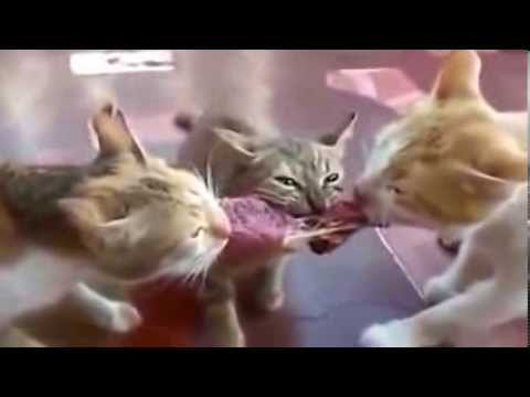 Смешные видео про котов до слёз новые ролики 2018 Смешные видео про котов до слёз новые ролики 2018