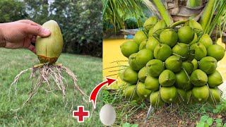 How to propagate coconut with banana to get many fruits in a short time-How to g