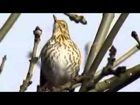 VIDEO : burung punglor / anis cendana  gacor - kicaumania. ...