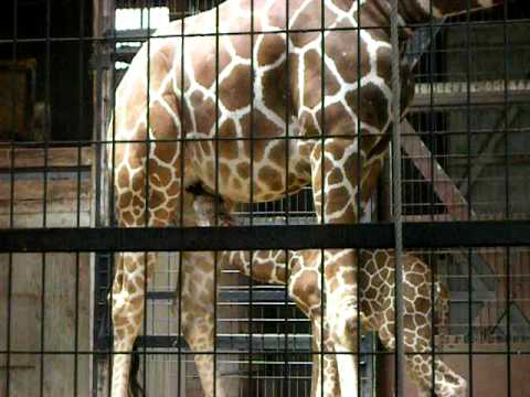 京都市動物園　キリンの赤ちゃん誕生　20090711 5
