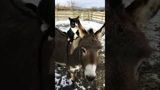 Funny Cat Thinks Hes King Of Donkeys