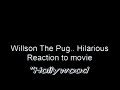 Hilarious Pug's Reaction to Action Movie