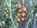 Brown Berry Cherry Heirloom Tomato