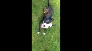 Impulse Control With English Bull Terrier, .Pawsandpraise.co.uk