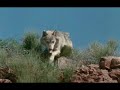 Legend Of Lobo images Legend Of Lobo