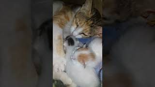 Nenen Bocil Sore