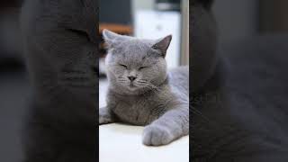 Kucing - Cat - 猫 - 81