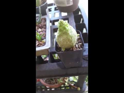 Pseudolithos migurtinus growth