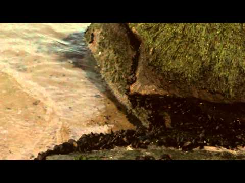 Daníell In The Sea Video