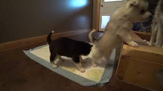 08 -11-2019 puppies 4 weeks old