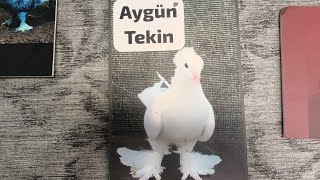 Aygün Tekin Abime Çok Teşekkür Ederim Beni Kırmadı Çarşamba Saat 21 30 Da Görüşmek Üzere