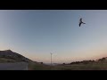 Macaw Bird Follows Owner | Real Life Assassin's Creed