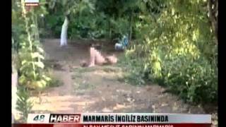 Marmari̇s İngi̇li̇z Basininda