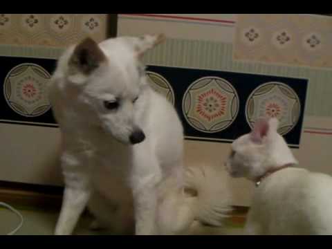 突如突撃する白猫を受け止める白犬