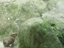 Five capybara babies run up a hill