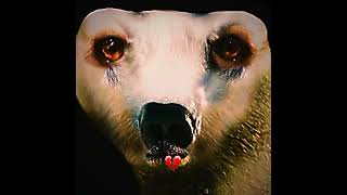 Polar Bear 2026