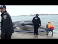 Beached whale found at Breezy Point, New York - New York Post