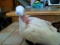 apprivoiser colombe blanche